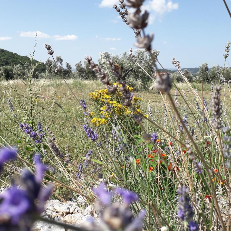 Agriturismo Poggio Falco Batignano 外观 照片