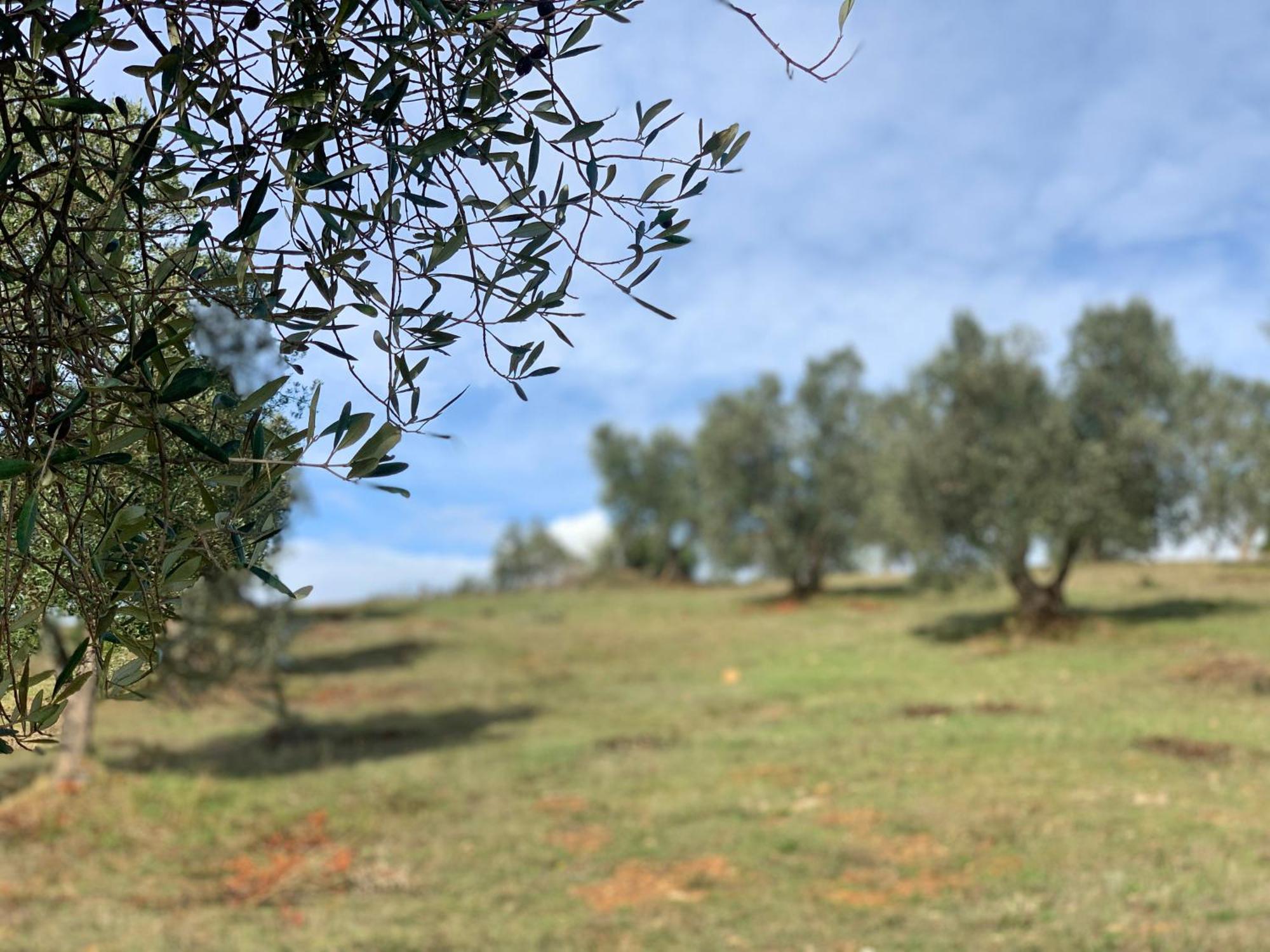 Agriturismo Poggio Falco Batignano 外观 照片