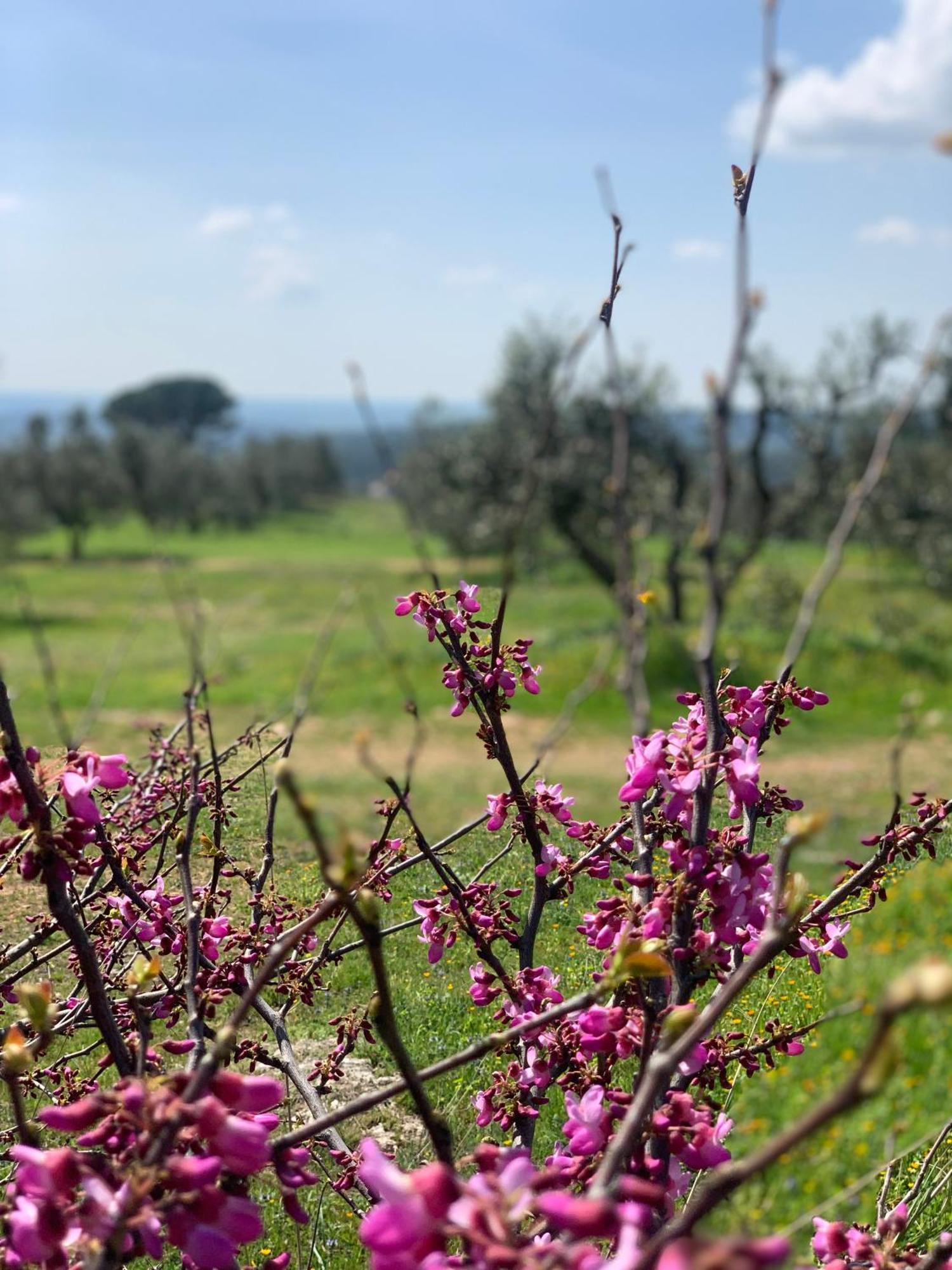 Agriturismo Poggio Falco Batignano 外观 照片